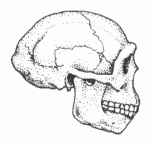 Homo erectus (note the width of the skull)