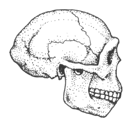 Homo erectus--note the width of the skull and the less-protruding snout