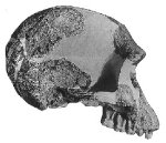 Homo habilis skull--not the size of the skull cap (from brow to top)