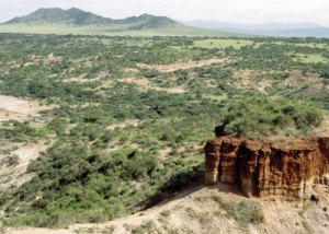 Olduvai Gorge--where so much of our knowledge of Man's evolution derives